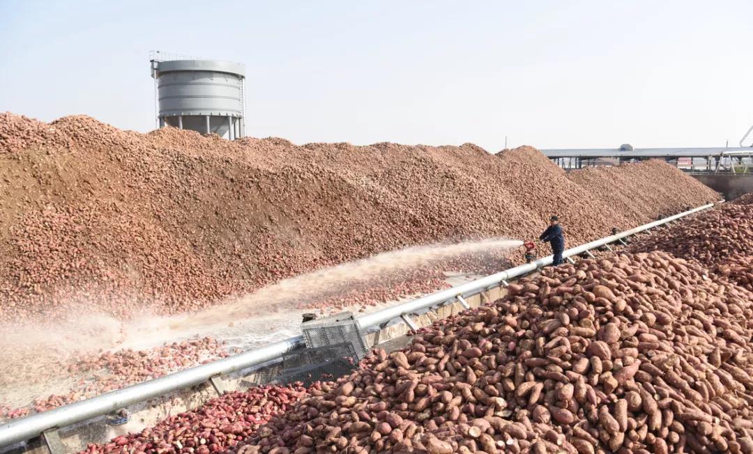 培育脱毒苗的正确方法指导